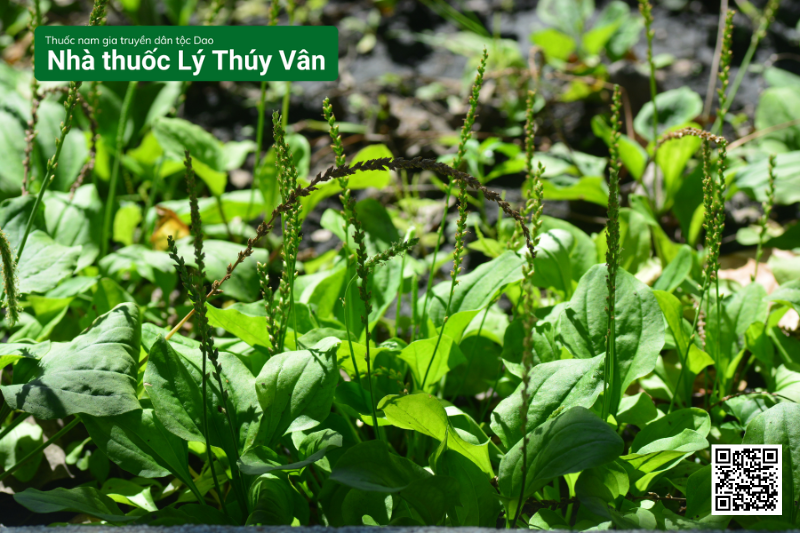 Mã Đề - Cây Thuốc Trị Sỏi Thận Hiệu Quả