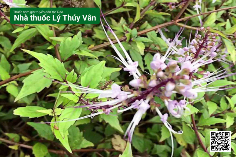 thuốc nam trị sỏi thận