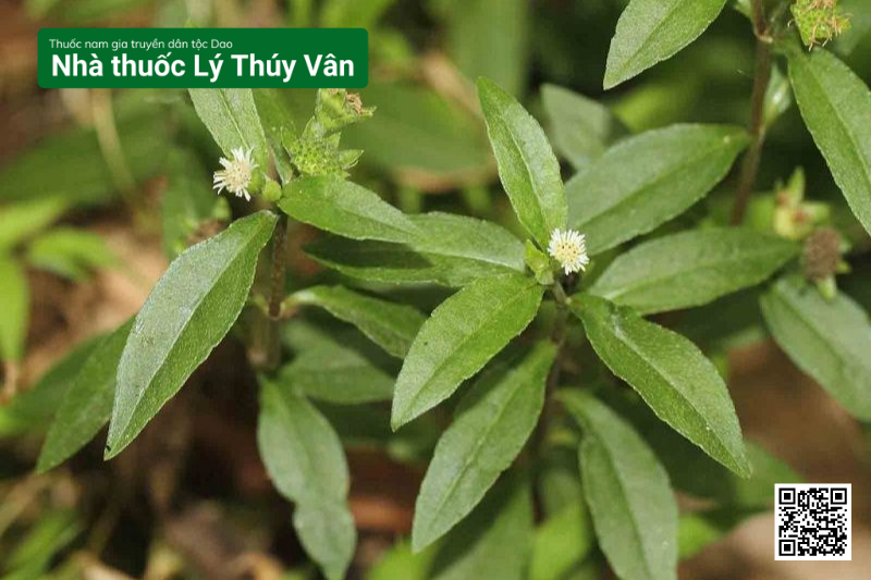 Cỏ nhọ nồi