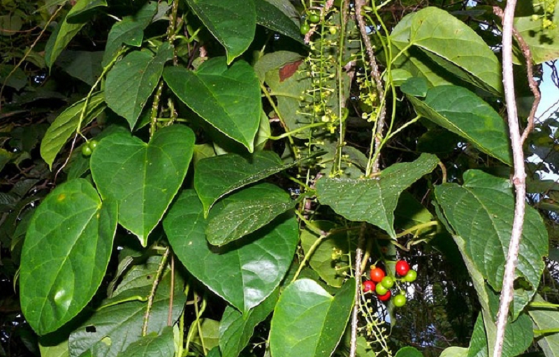 Dây đau xương