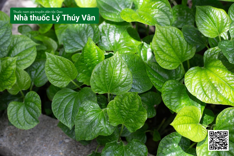 Điều trị thoái hóa cột sống cổ bằng thuốc Nam