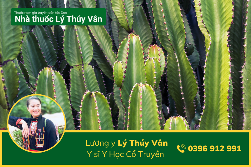 cách dùng thuốc Nam trị thoái hóa cột sống